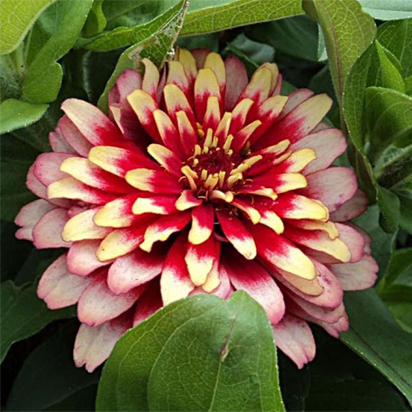 Zinnia Swizzle Cherry & Ivory (Floración)