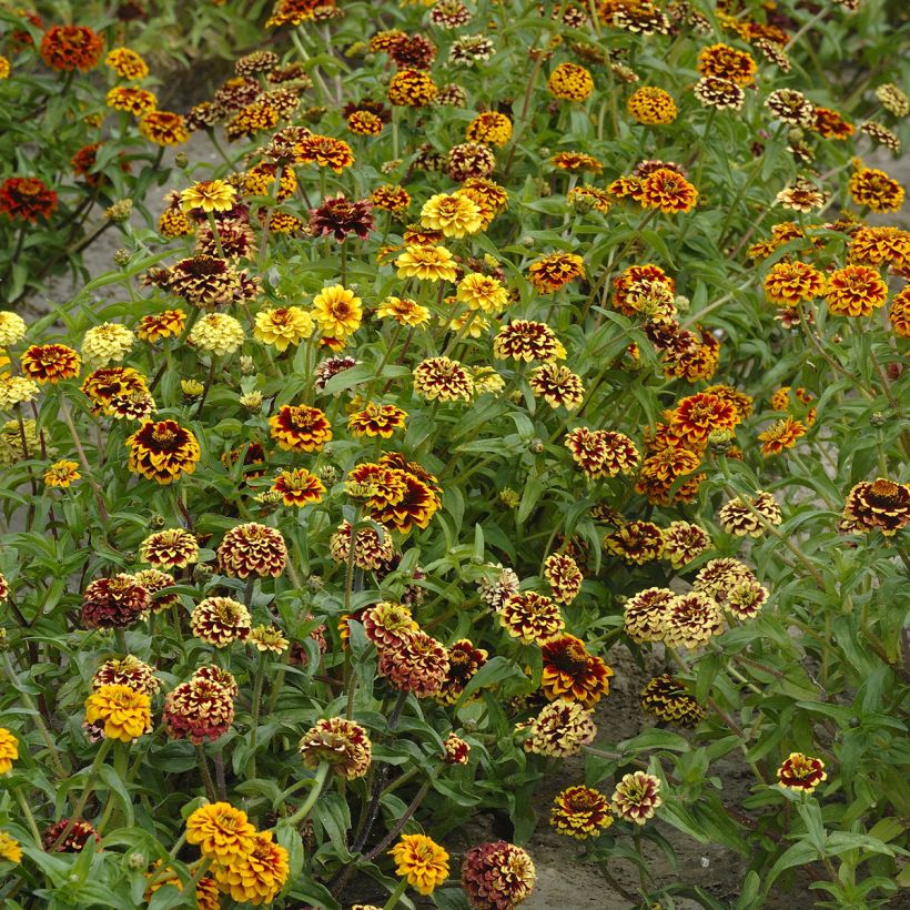 Zinnia Jazzy Mix (Porte)