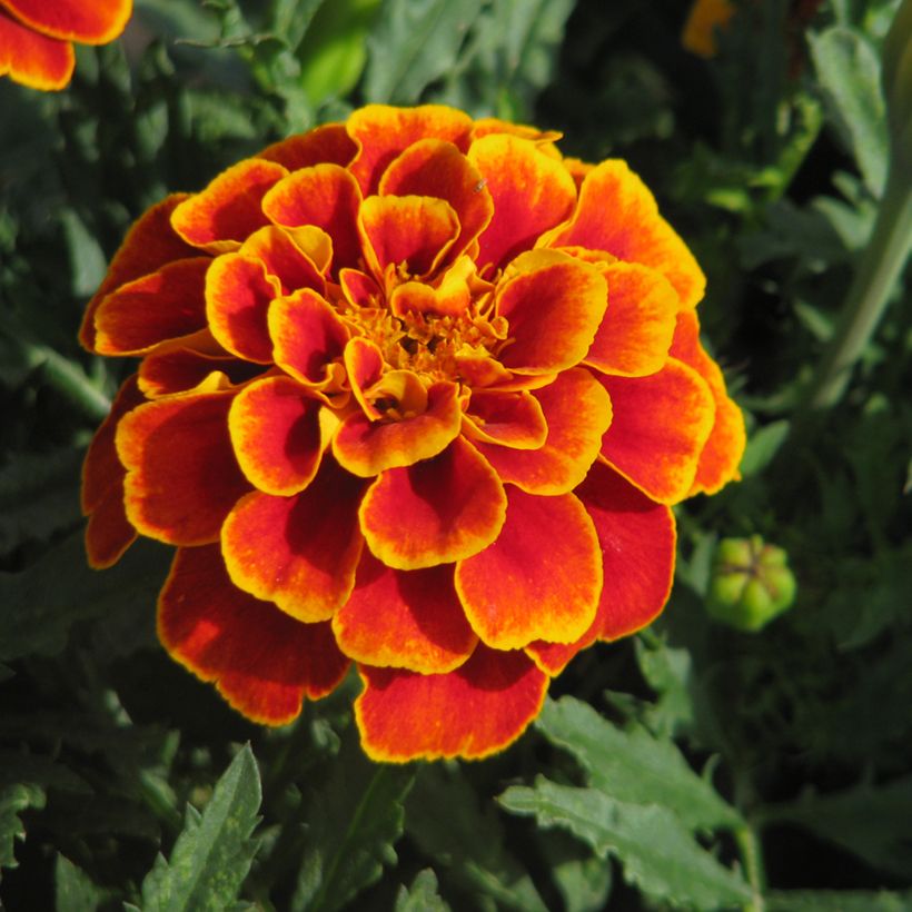 Graines d'oeillet d'Inde nain Reine Sophie BIO - Tagetes patula (Floración)