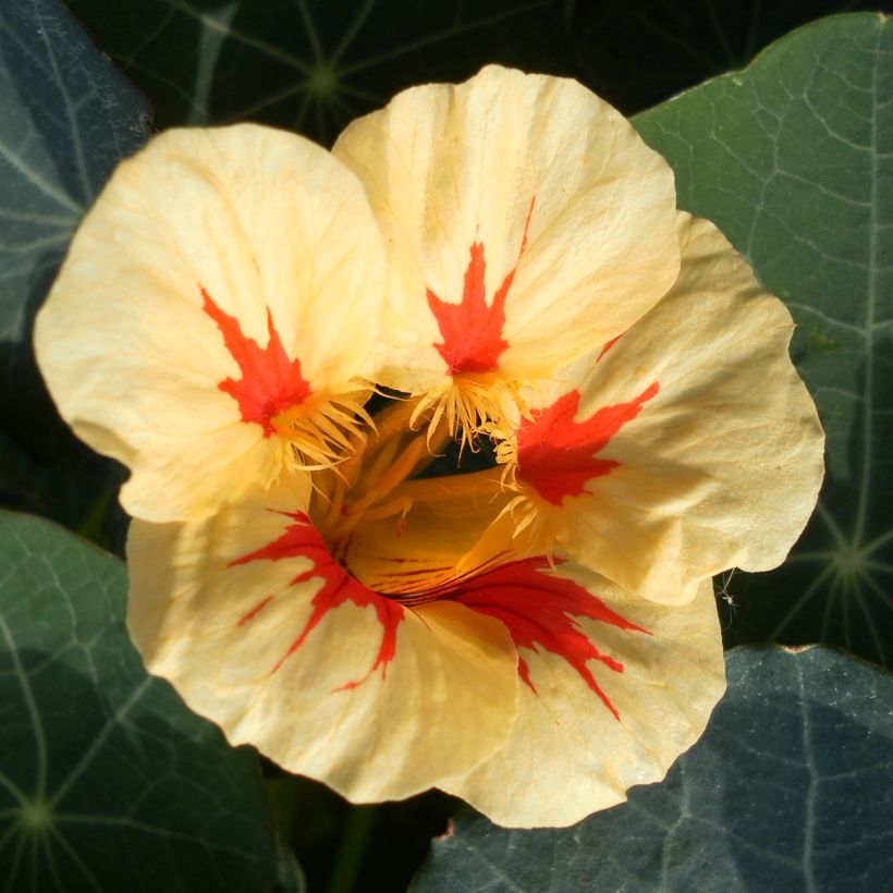 Capuchina enana Peach Melba (Floración)