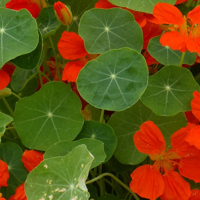 Capuchina enana Whirlybird Orange (Follaje)