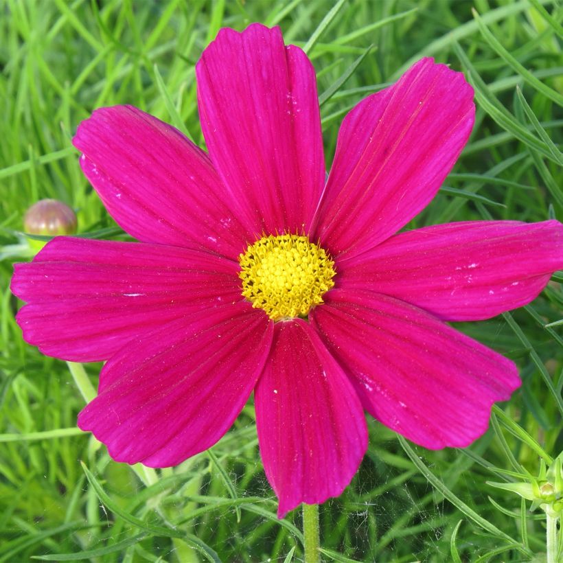 Cosmos bipinnatus Royal Dwarf Carmine (Floración)