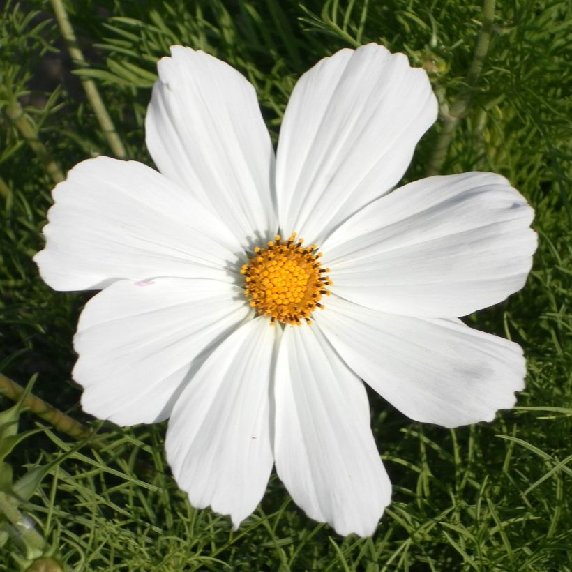 Cosmos bipinnatus Sonata White (semillas) (Floración)