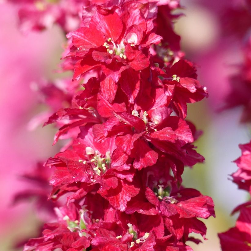 Espuela de caballero - Delphinium Kingsize Scarlet (Floración)