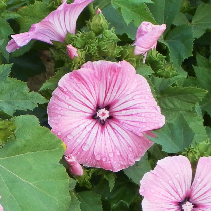 Malva real Silver Cup (Floración)