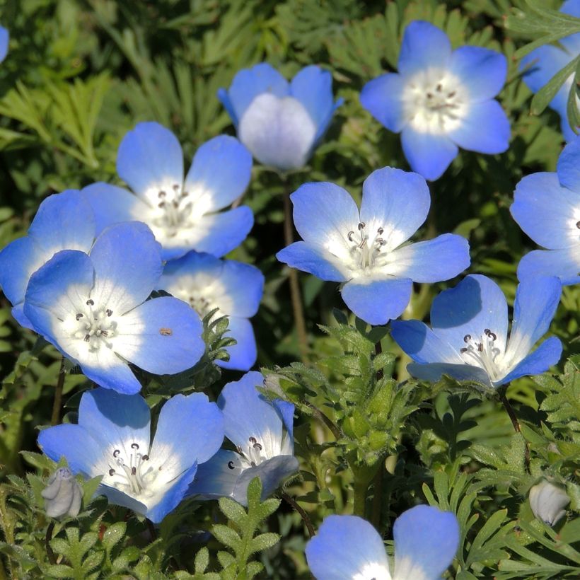 Nemophila menziesii Baby blue eyes (Floración)