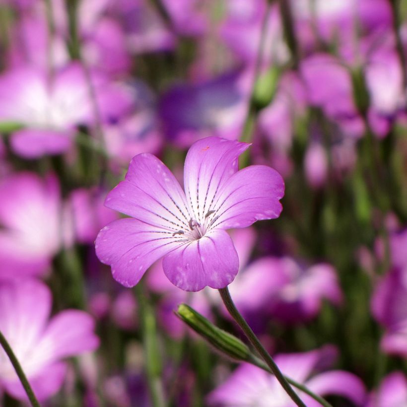 Agrostemma githago Milas (semillas) (Floración)