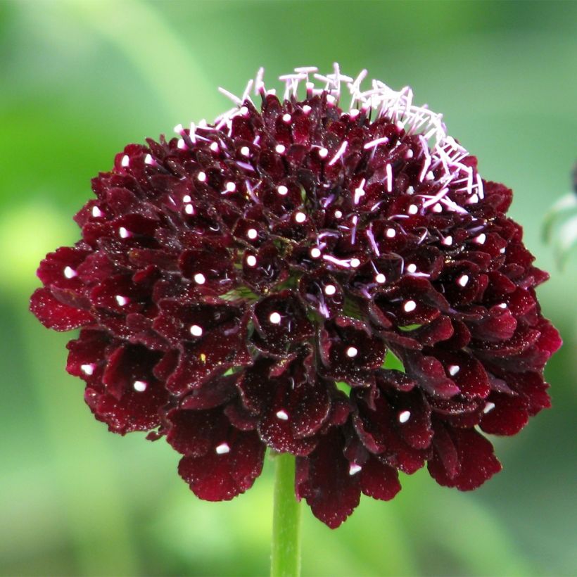 Scabiosa atropurpurea Ebony and Ivory (Floración)