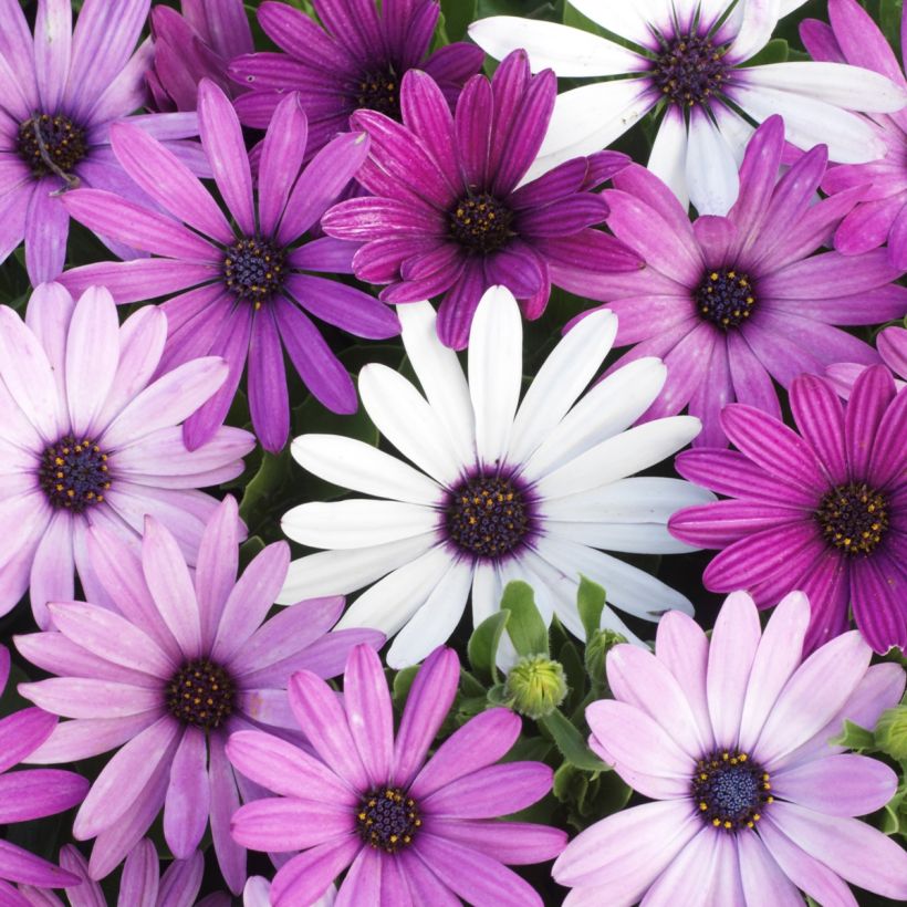 Osteospermum Passion Mixed - Margarita del Cabo (Floración)