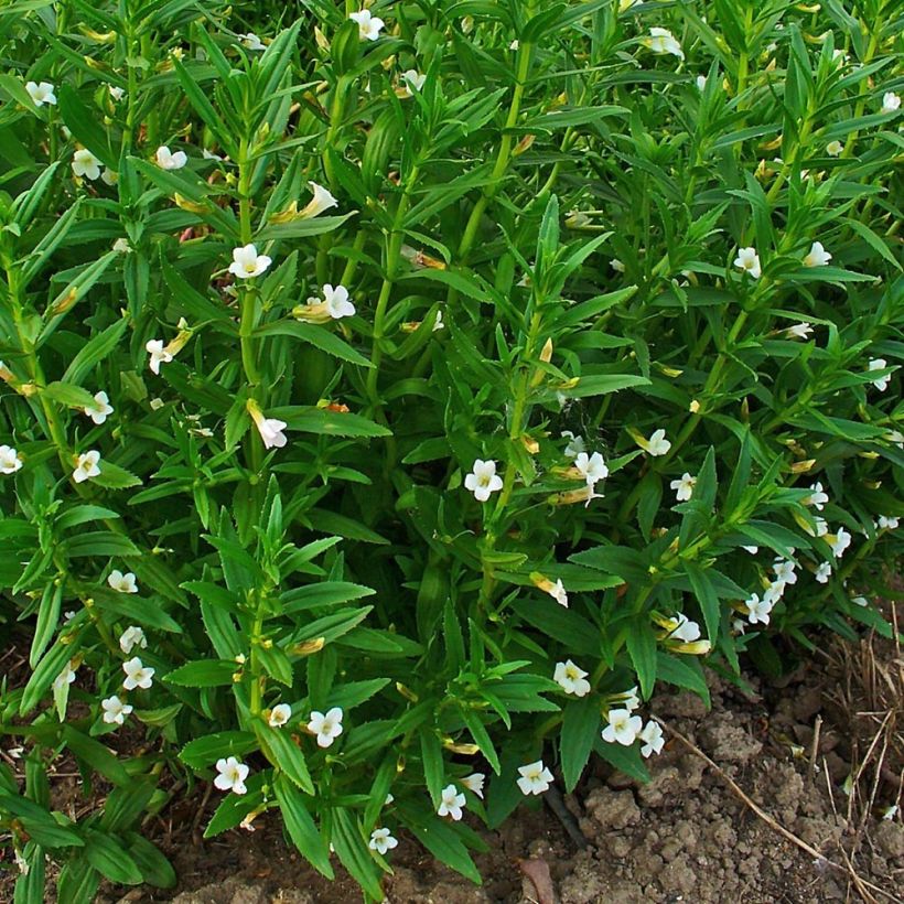 Gratiola officinalis - Graciola (Porte)