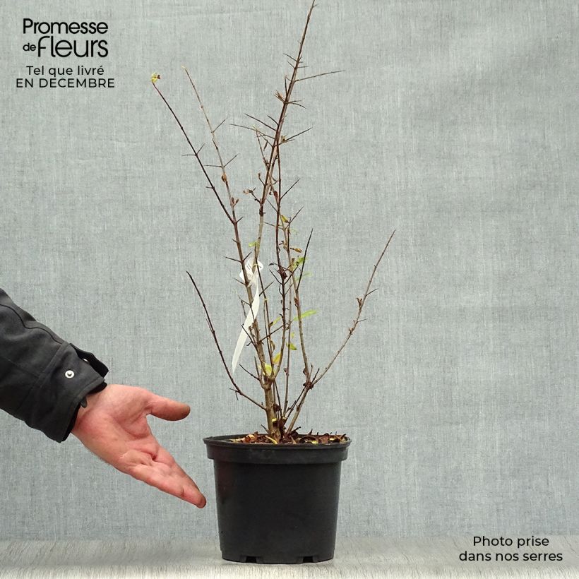 Grenadier à fleurs - Punica granatum Maxima Rubra Pot de 2L/3L Ejemplar entregado en invierno