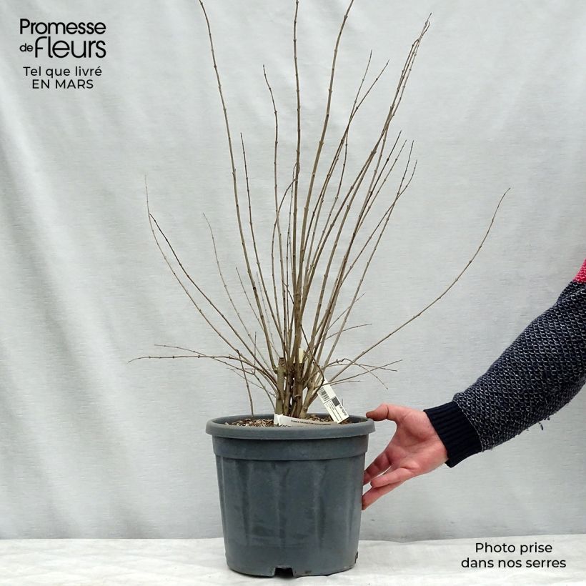 Grenadier à fleurs - Punica granatum Noshi Shibari Pot de 7,5L/10L Ejemplar entregado en invierno