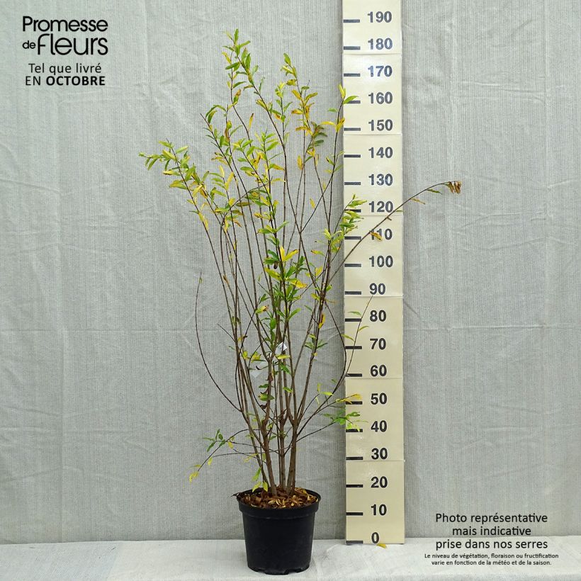 Ejemplar de Grenadier à fleurs - Punica granatum Plena Pot de 7,5L/10L entregado en otoño