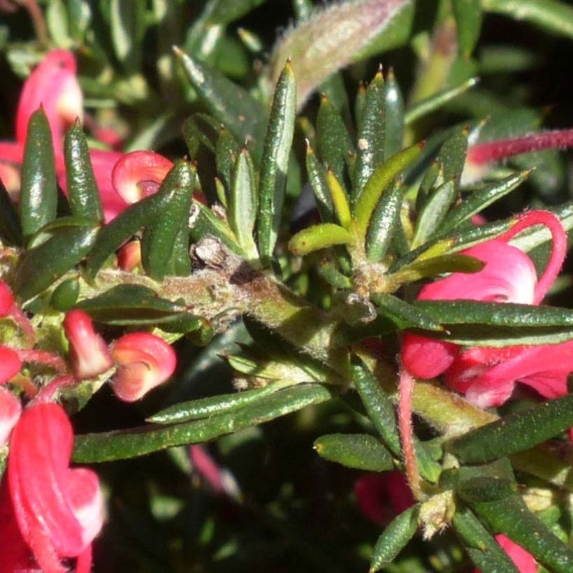 Grevillea Poorinda Rondeau (Follaje)