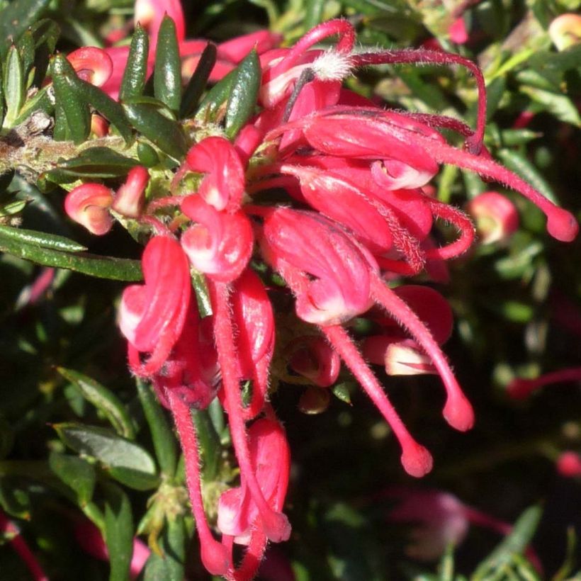 Grevillea Poorinda Rondeau (Floración)