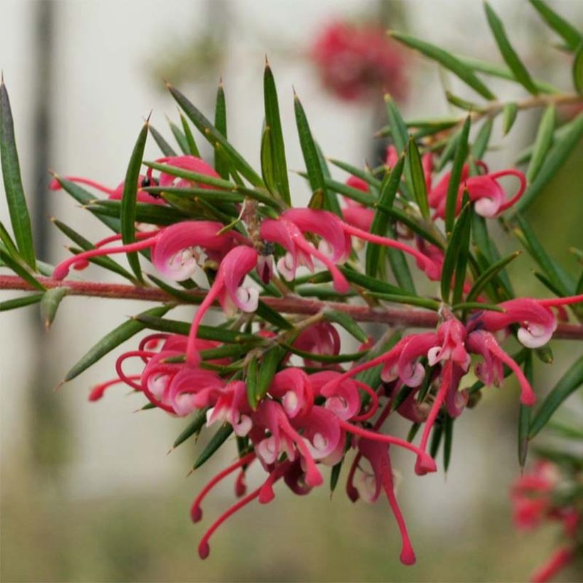 Grevillea gracilis Clearview David (Floración)