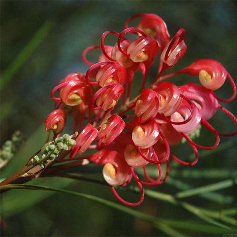 Grevillea johnsonii (Floración)