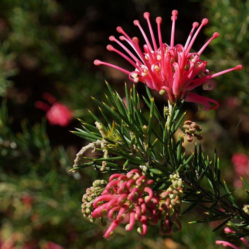 Grevillea juniperina (Floración)