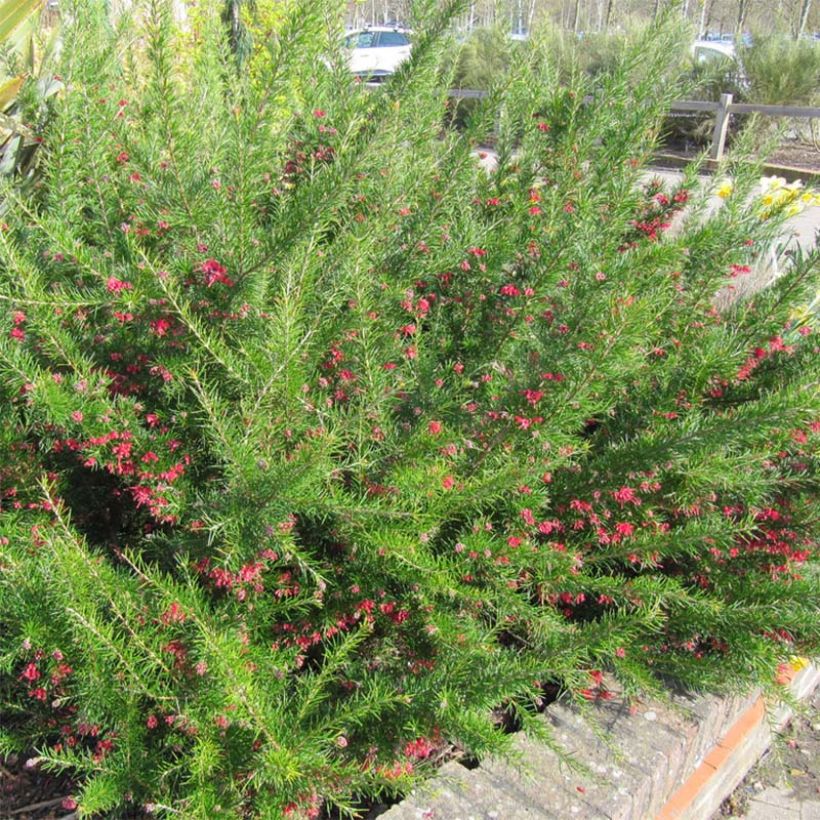 Grevillea Canberra Gem (Floración)