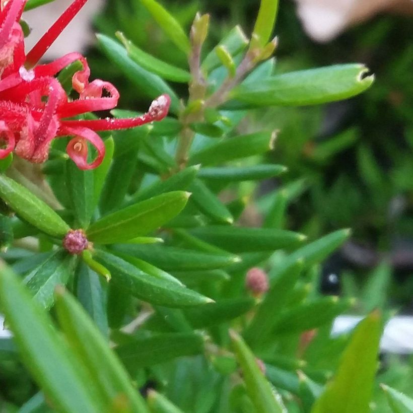 Grevillea juniperina New Blood (Follaje)