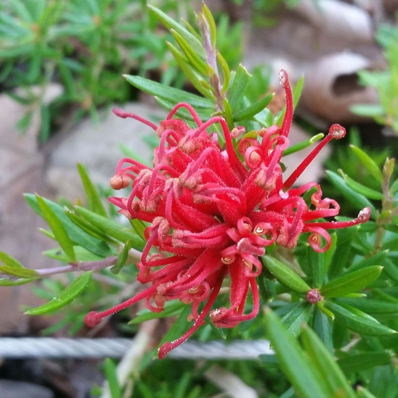 Grevillea juniperina New Blood (Floración)