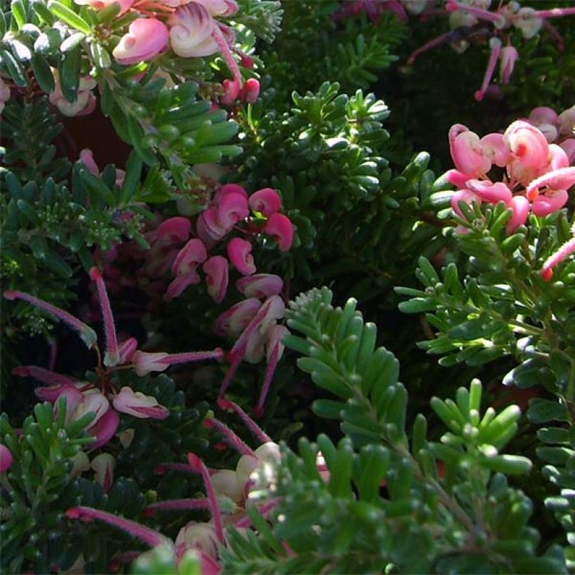 Grevillea lanigera Tamboritha (Follaje)