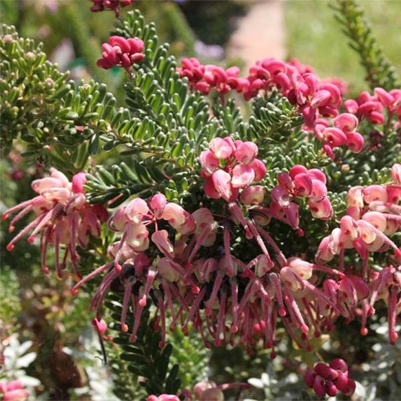 Grevillea lanigera Tamboritha (Floración)