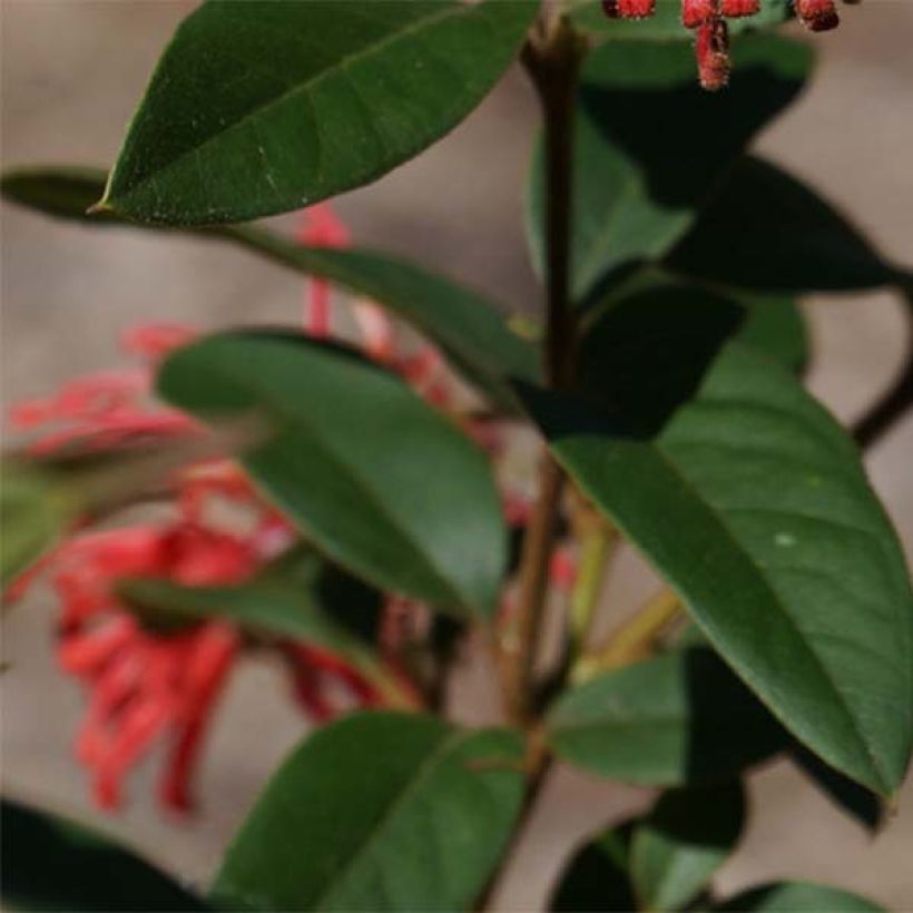 Grevillea rhyolitica (Follaje)