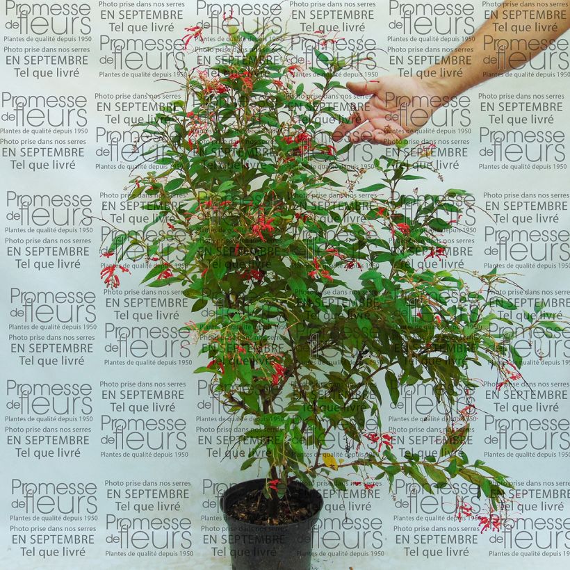 Ejemplo de ejemplar de Grevillea rhyolitica Pot de 2L/3L tal y como se entrega