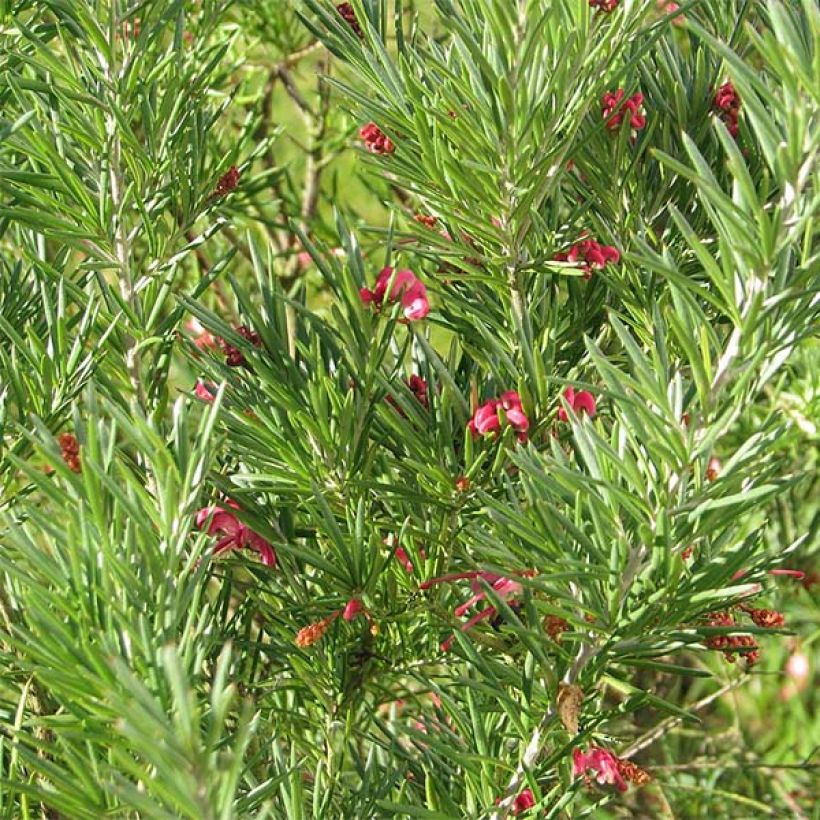 Grevillea rosmarinifolia (Follaje)