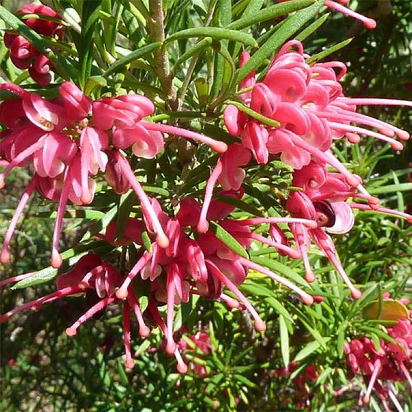 Grevillea rosmarinifolia (Floración)