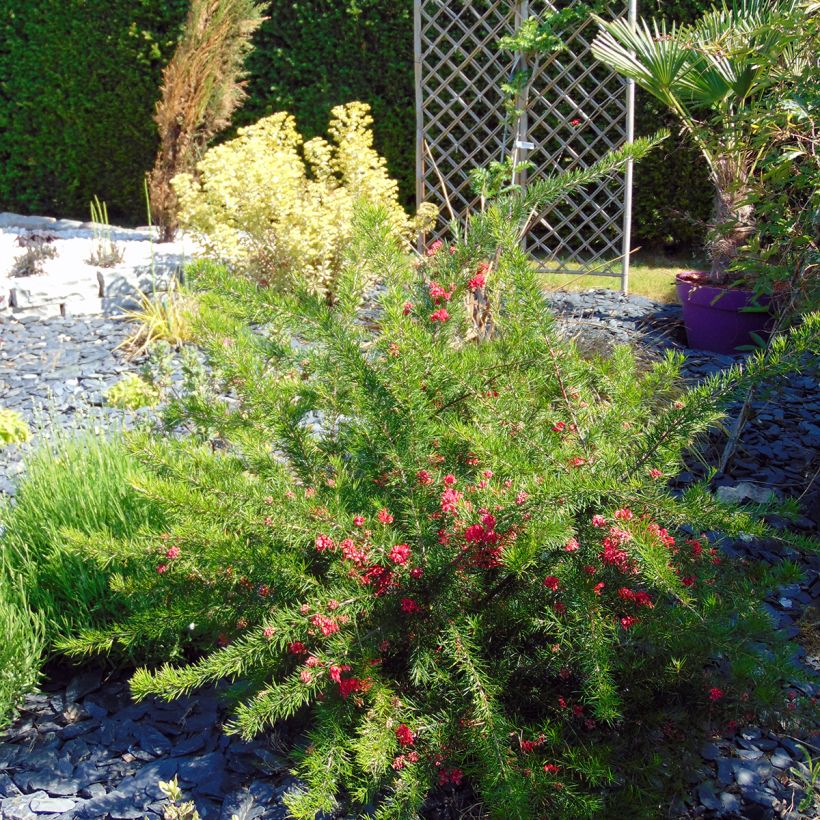 Grevillea rosmarinifolia (Porte)