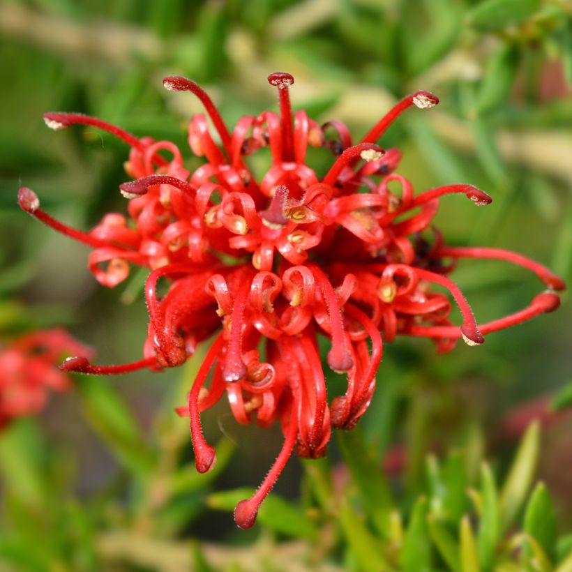 Grevillea rosmarinifolia Clearview David (Floración)