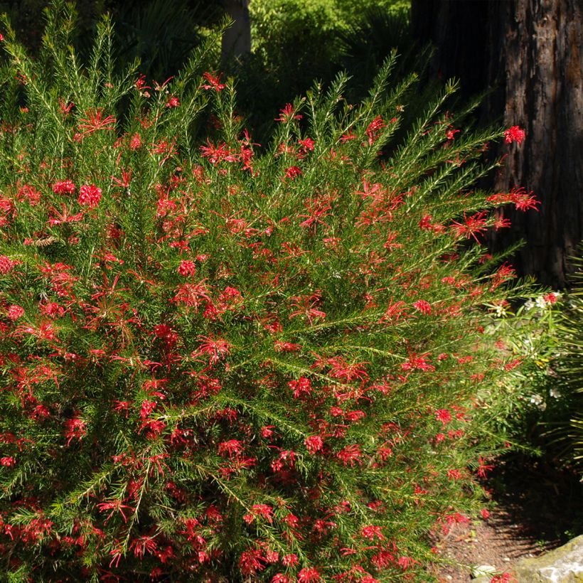 Grevillea rosmarinifolia Clearview David (Porte)