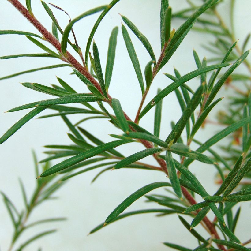 Grevillea rosmarinifolia Rosa Jenkinsii (Follaje)