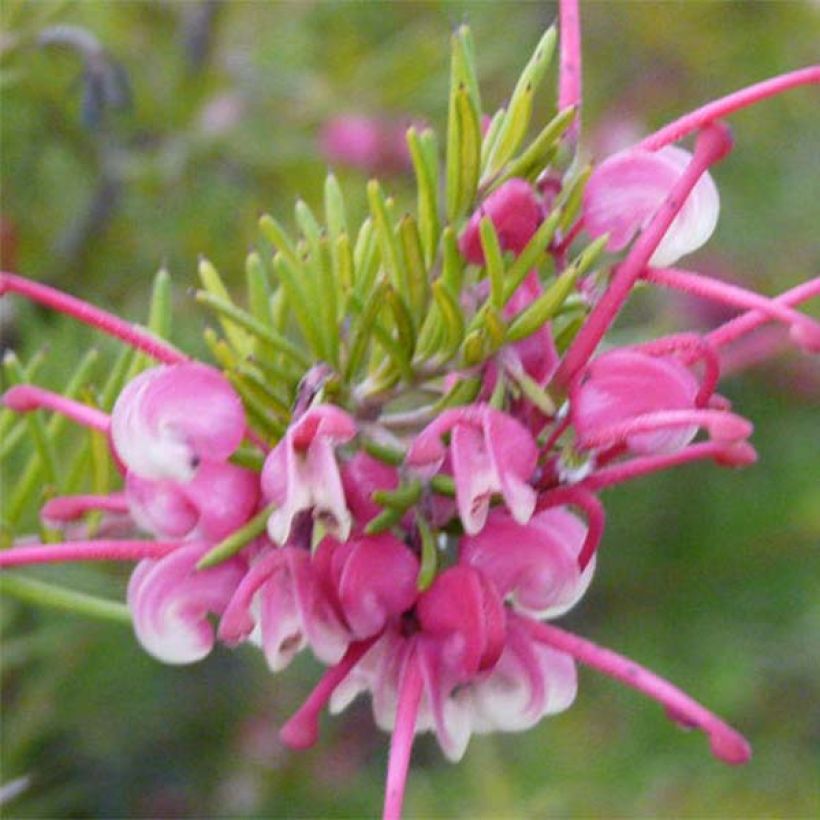 Grevillea rosmarinifolia Rosa Jenkinsii (Floración)