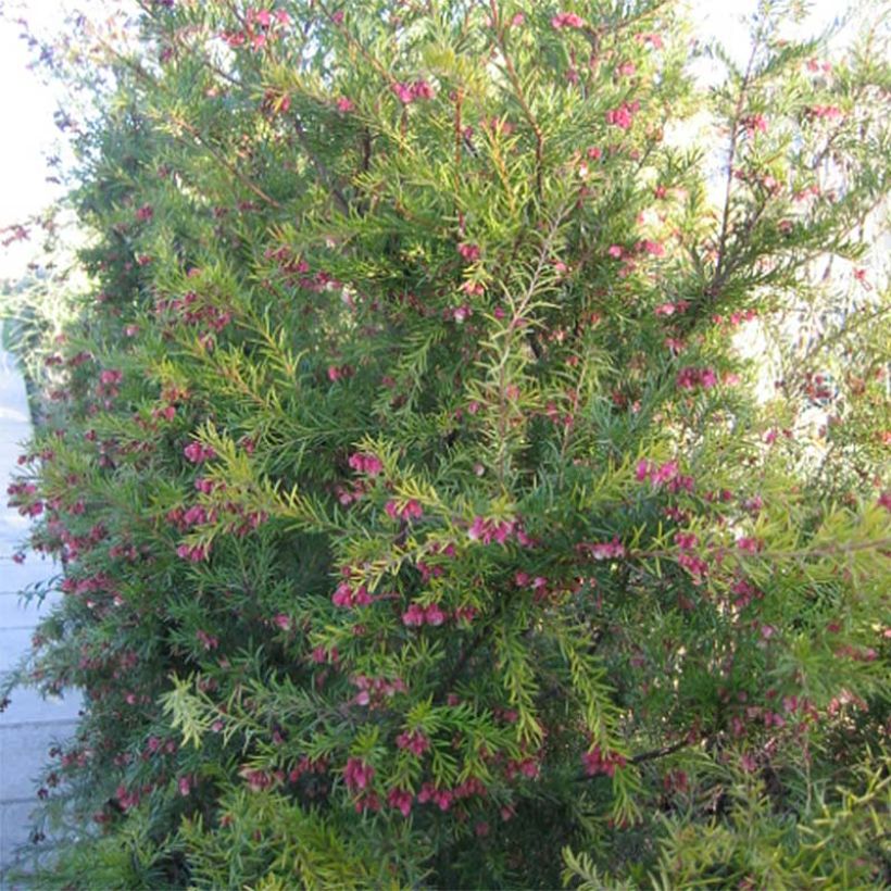 Grevillea rosmarinifolia Rosa Jenkinsii (Porte)