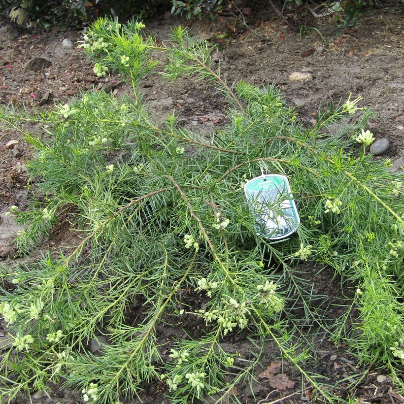 Grevillea gracilis Alba (Porte)