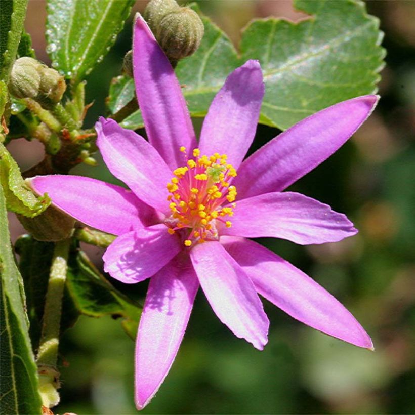 Grewia occidentalis (Floración)