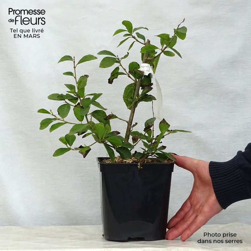 Grewia occidentalis Pot de 3L/4L Ejemplar entregado en la primavera