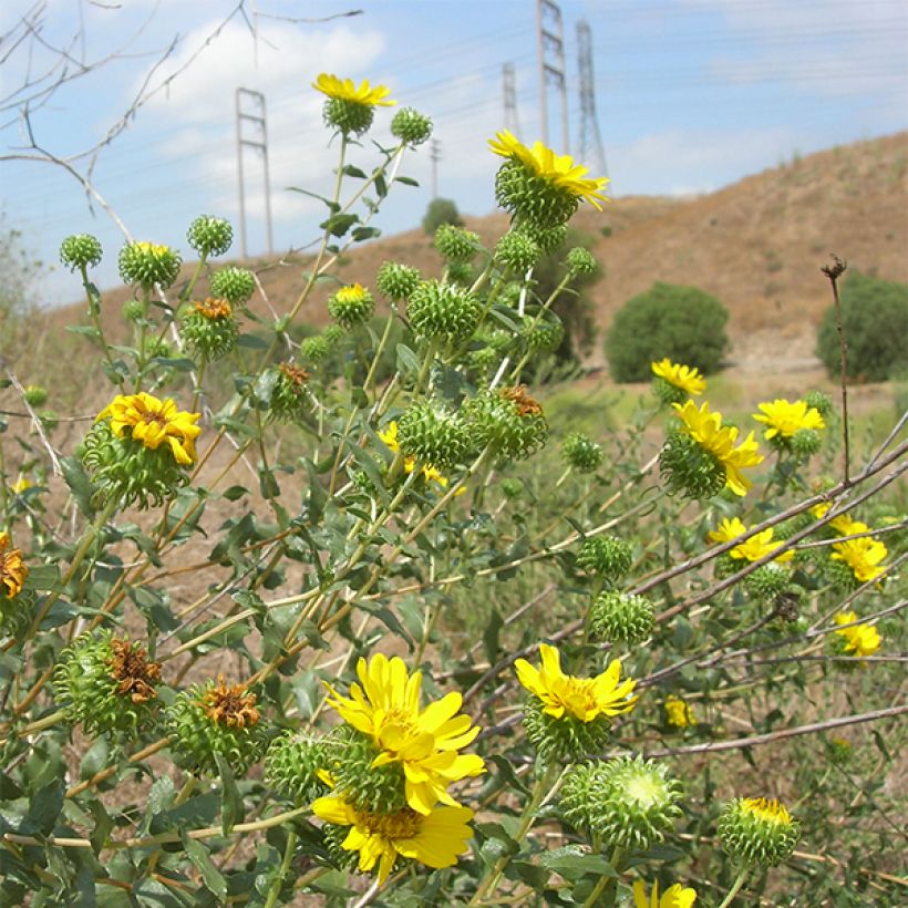 Grindelia camporum (Floración)