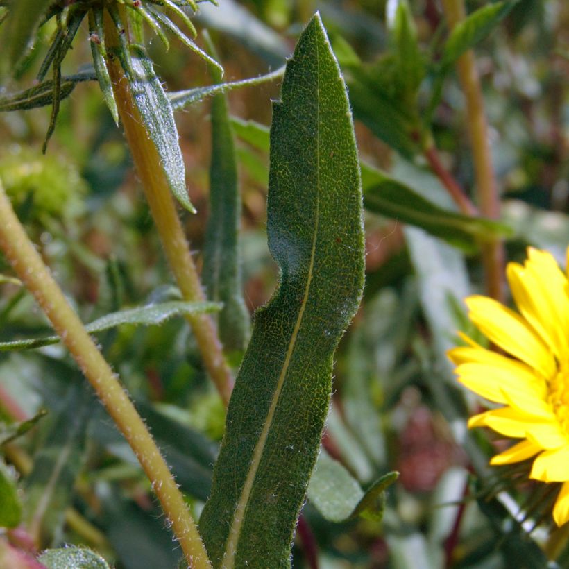 Grindelia camporum (Follaje)