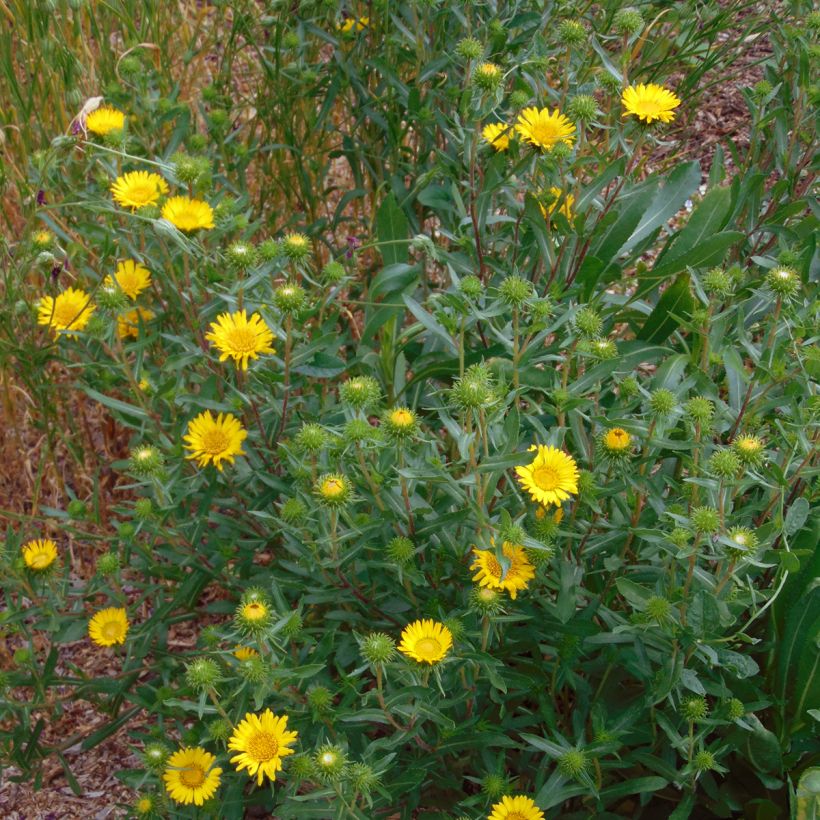 Grindelia camporum (Porte)