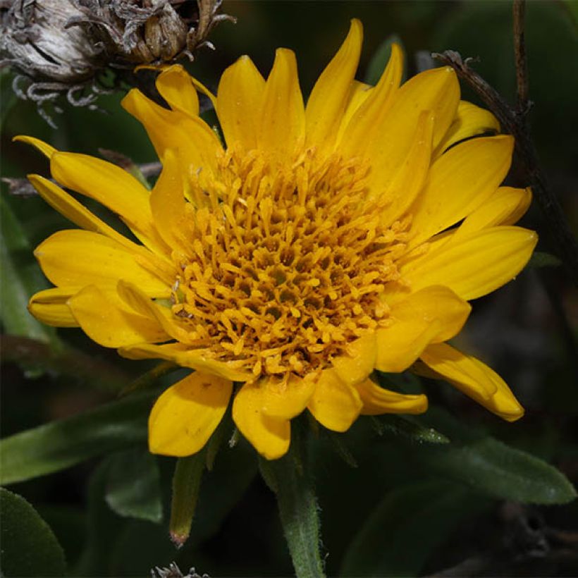 Grindelia integrifolia (Floración)