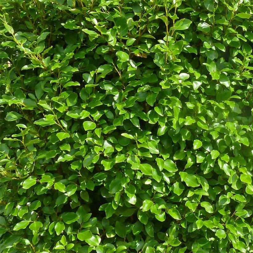 Griselinia littoralis Green Horizon - Kapuka (Follaje)