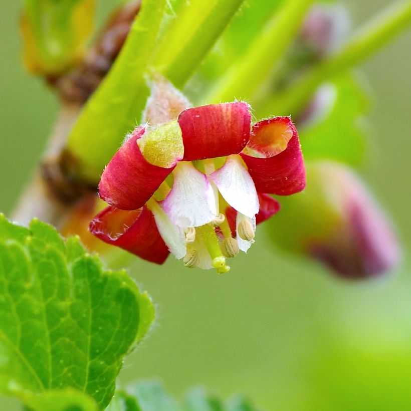 Grosella hybrida Jostaberry (Floración)