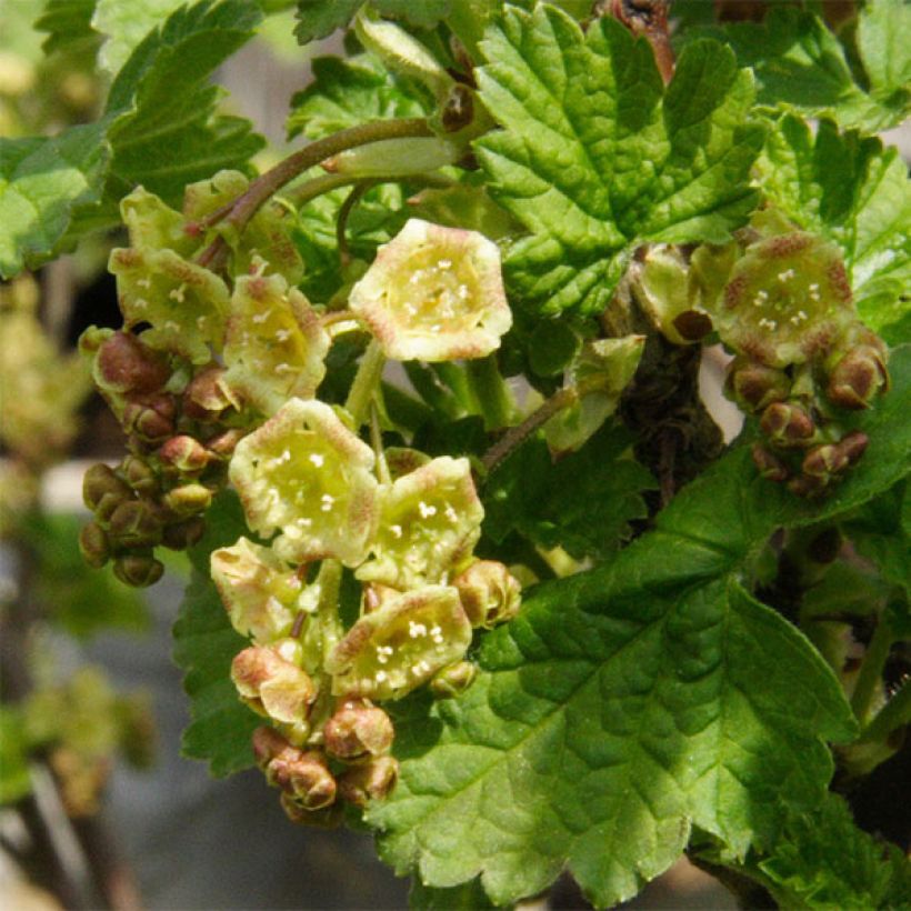 Grosella blanca Hollande blanche (Floración)