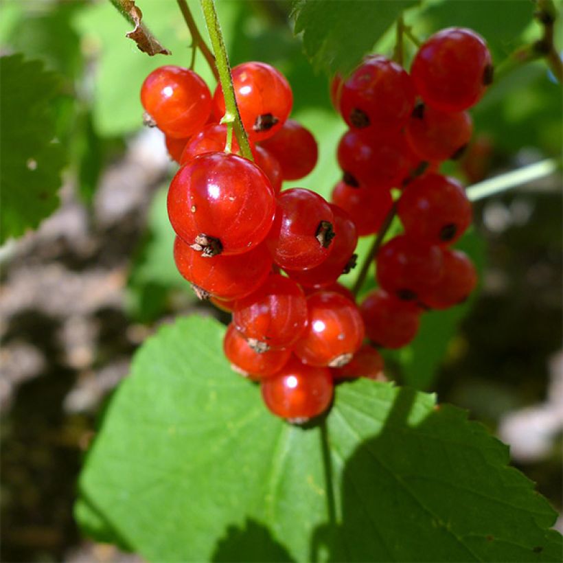 Grosella roja Jonkheer van Tets (Cosecha)