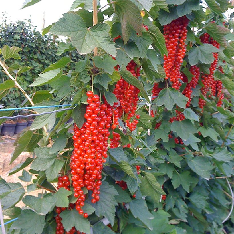 Grosella roja Rovada (Porte)