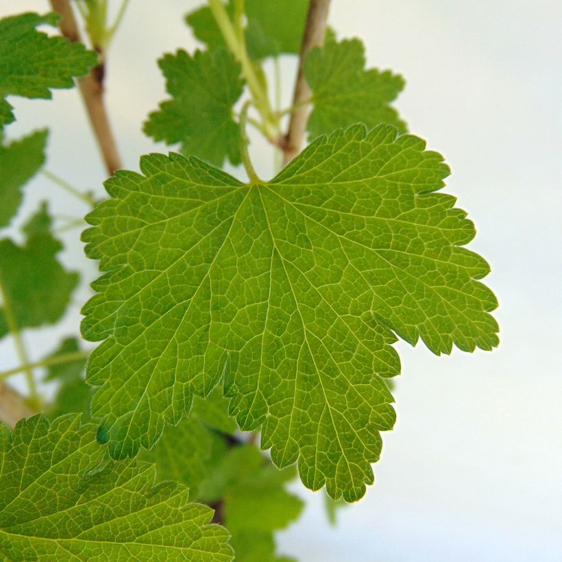 Grosella roja Gloire des Sablons (Follaje)